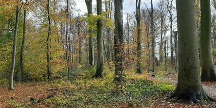 Bomen in de natuur en een familieopstelling